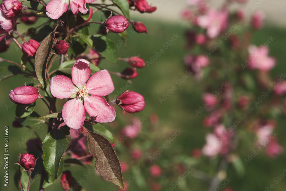 Obraz premium Apple tree in blossom, spring nature background