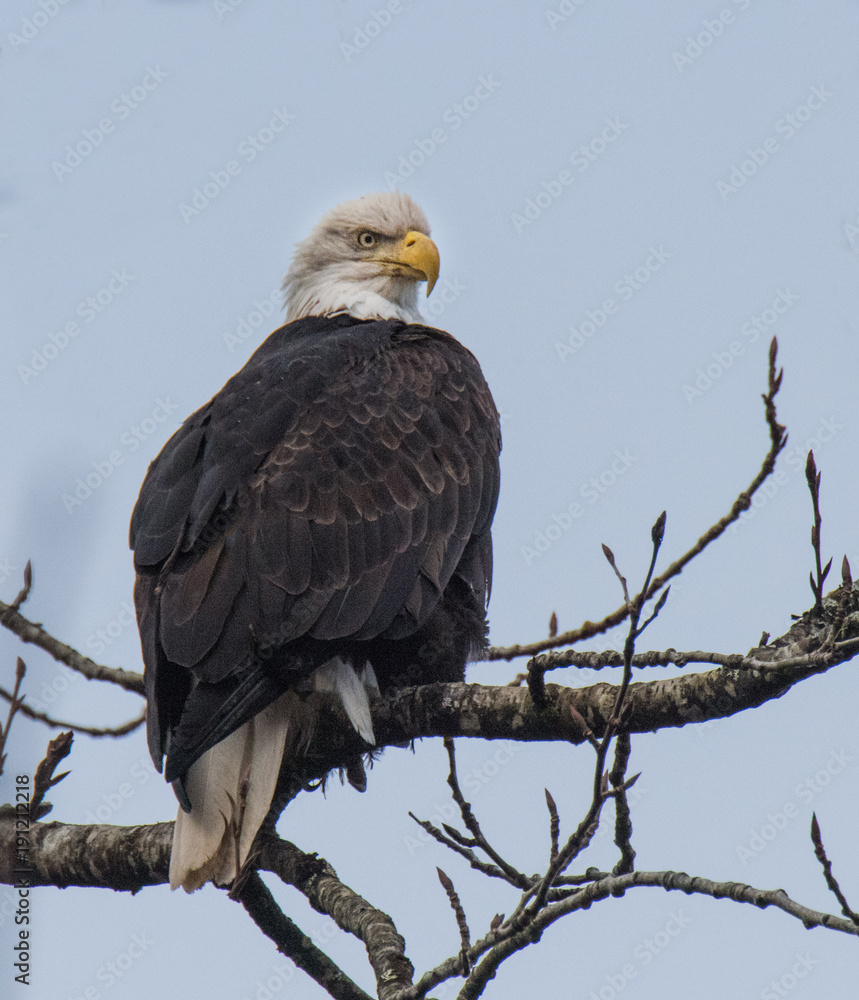 Obraz premium Bald Eagle on Branch