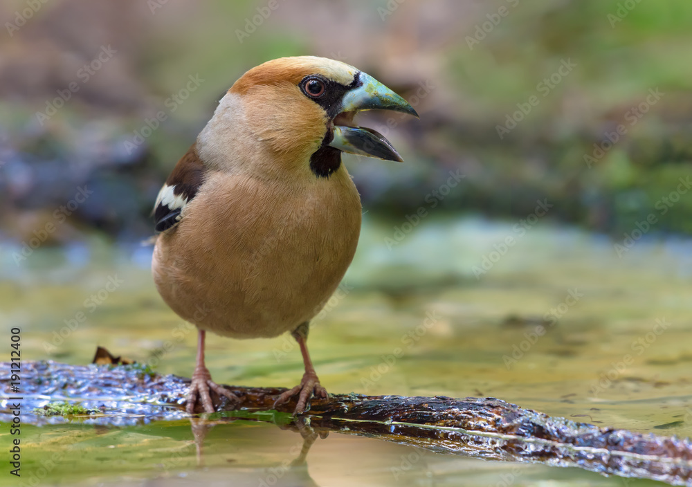 Male hawfinch crying on small branch in water pond Male hawfinch crying on small branch in water pond