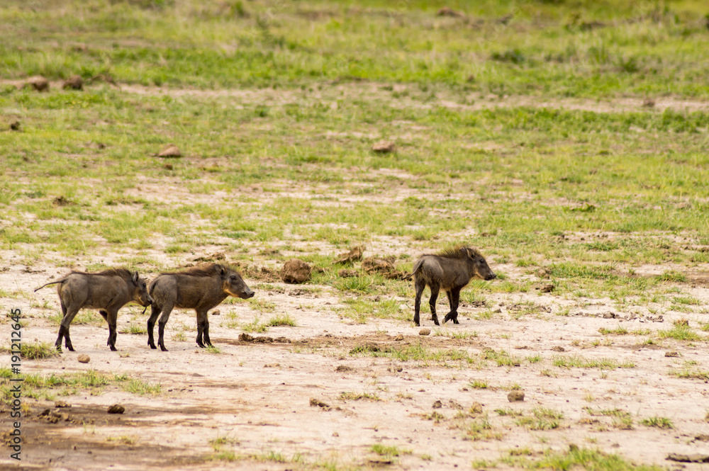 Fototapeta premium Several warthogs in the savannah grassland of Amboseli Park in Kenya
