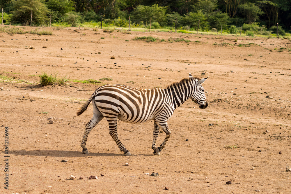 Isolated zebra gamboling in the savannah of Amboseli Park in Kenya Isolated zebra gamboling in the savannah of Amboseli Park in Kenya