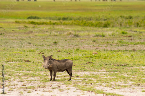 Warthog isolate in the savannah of the amboseli park in Kenya