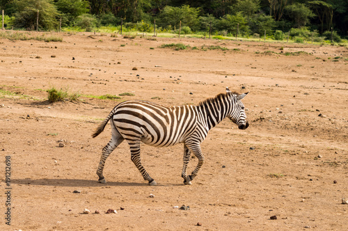 Isolated zebra gamboling in the savannah of Amboseli Park in Kenya