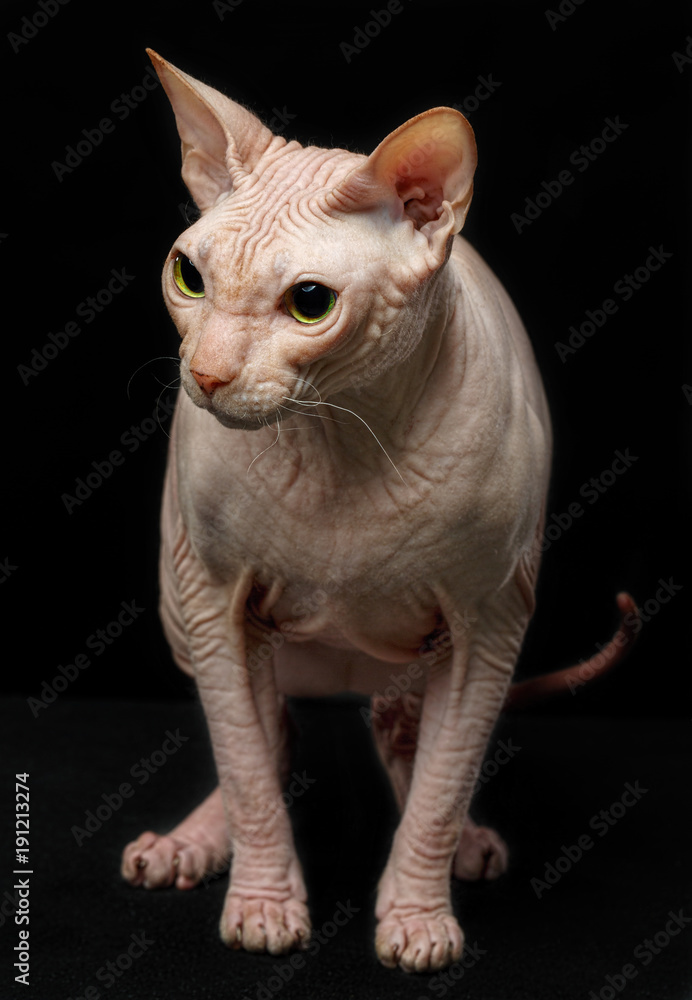 Sphynx Cat Sitting Isolated on Black Background Sphynx Cat Sitting Isolated on Black Background