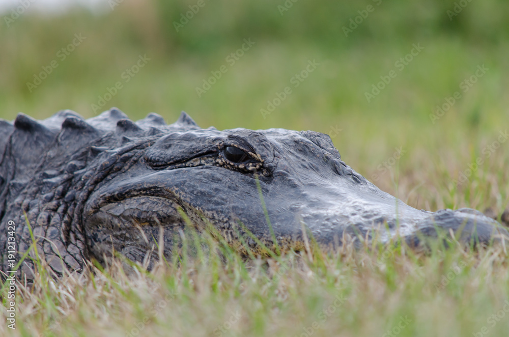 Naklejka premium Alligator