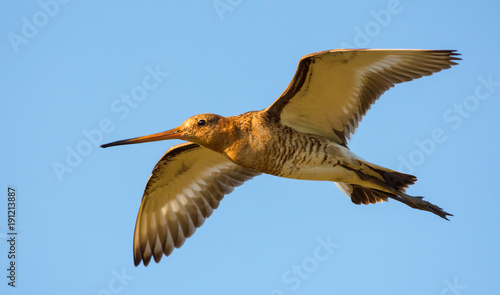 Close shot of Black-tailed godwit in flight photo