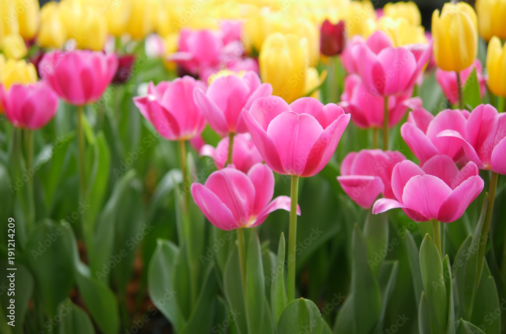 Beautiful pink tulip flowers selective focus in colourful tulips garden background