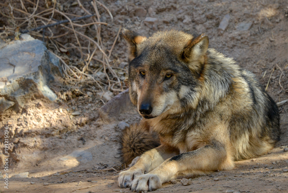 Mexican Wolf in Arizona