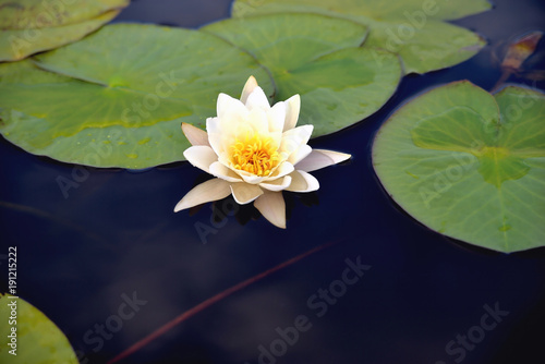 Lily in the water against the background of green leaves