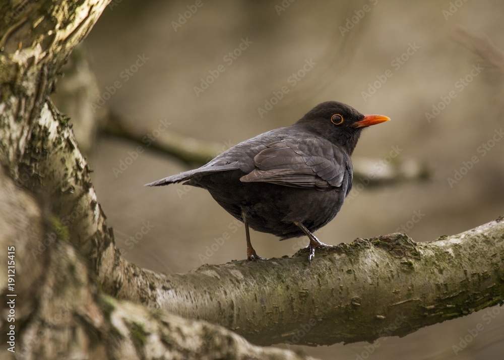 Blackbird (Turdus Merula)