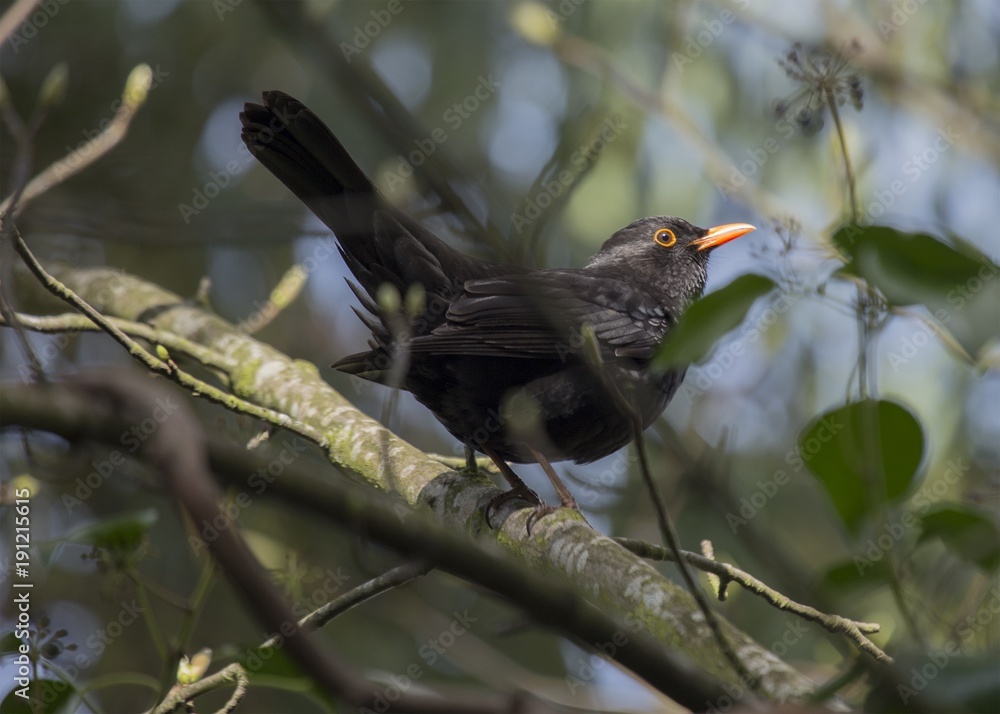Fototapeta premium Blackbird (Turdus Merula)