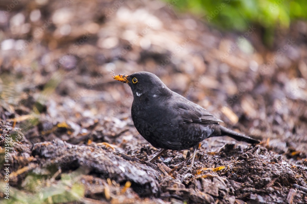 Obraz premium Blackbird (Turdus Merula)