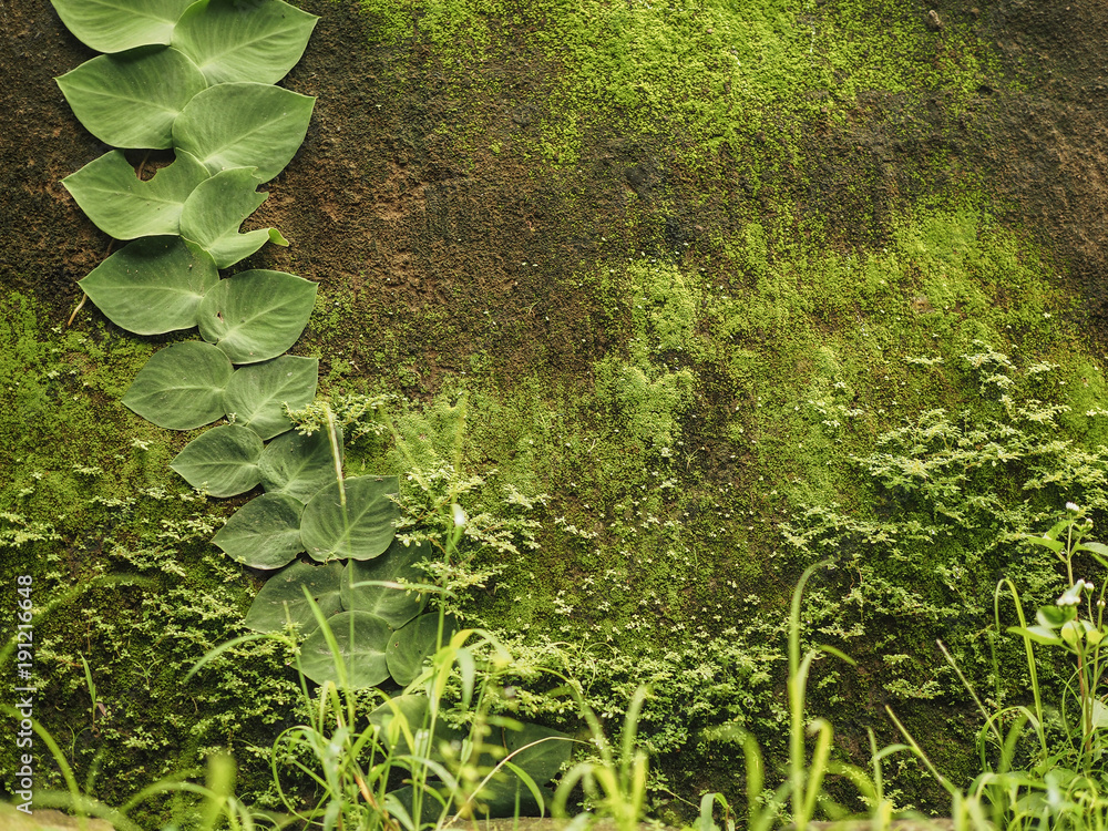 Creeper plant on a wall, Stock image