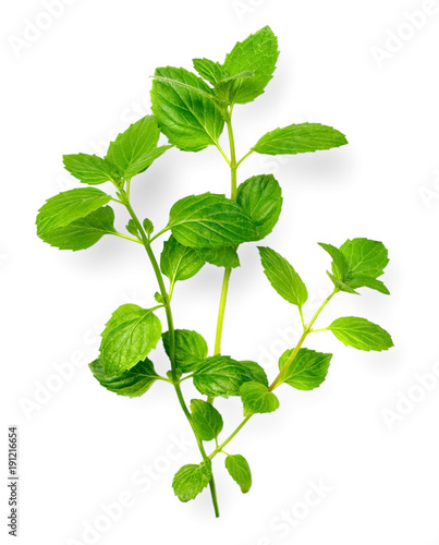 fresh herb, green peppermint isolated on white