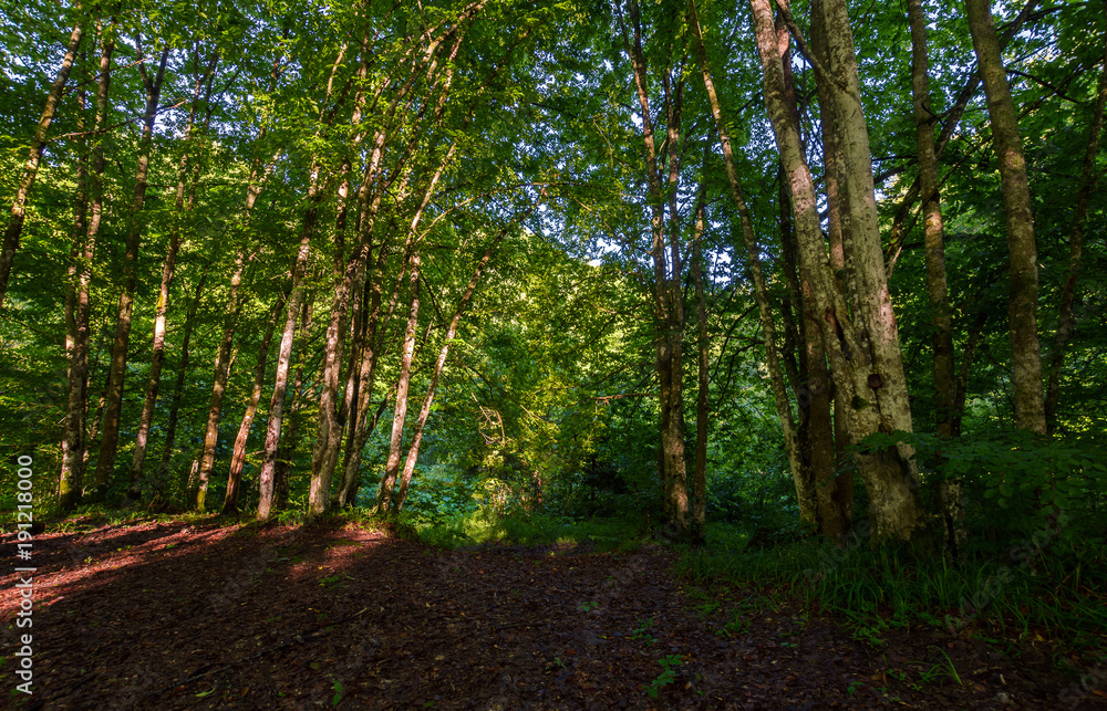 summer forest in the morning. beautiful nature background