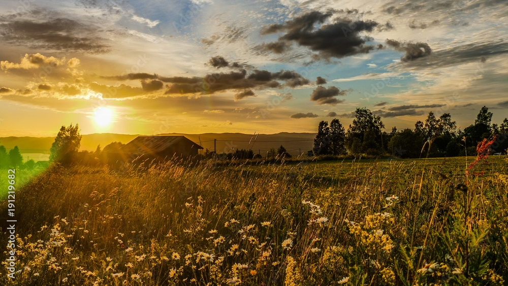 Obraz premium Blumenwiese vor Sonnenuntergang