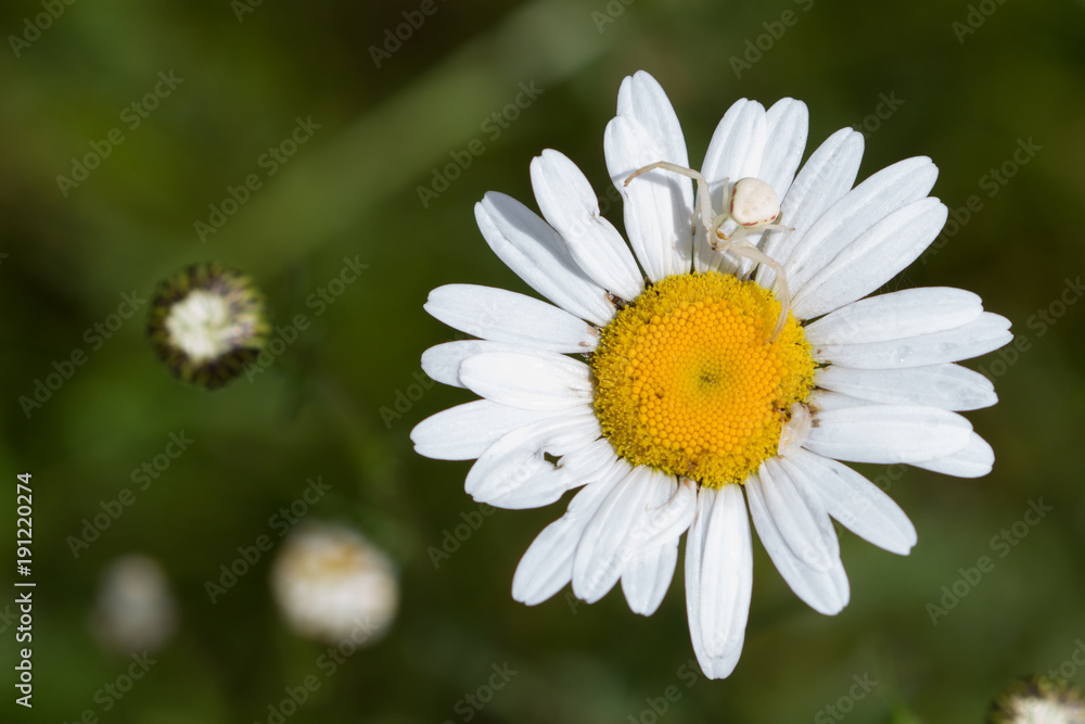 Daisy close-up with white colored spider Daisy close-up with white colored spider