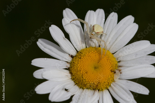 Daisy close-up with white colored spider © Martina