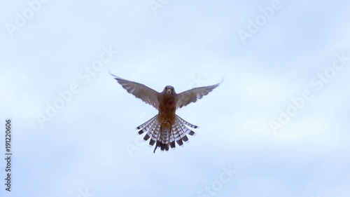 Small Rock Kestrel Falcon hovering in the middle of frame slow motion 250 fps