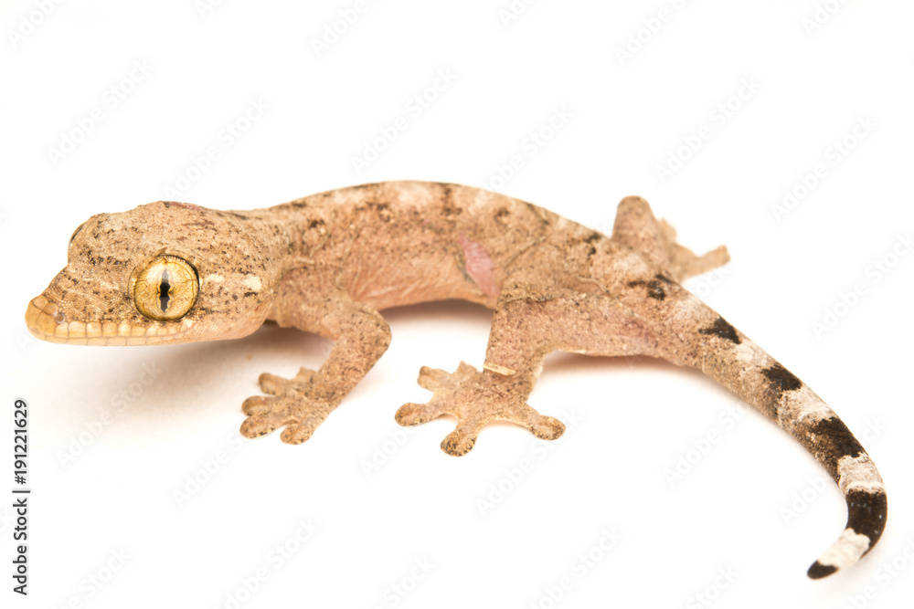Naklejka premium Gecko