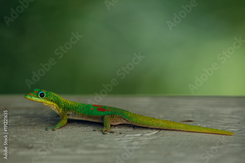 Gecko 06