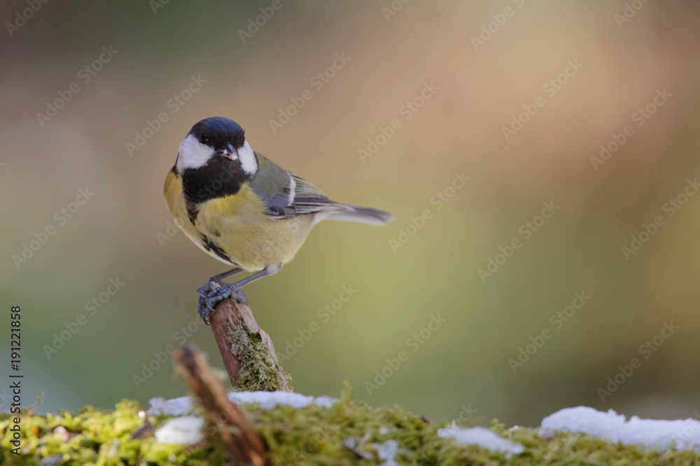 Obraz premium Mésange charbonnière