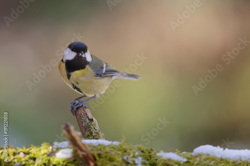 Mésange charbonnière