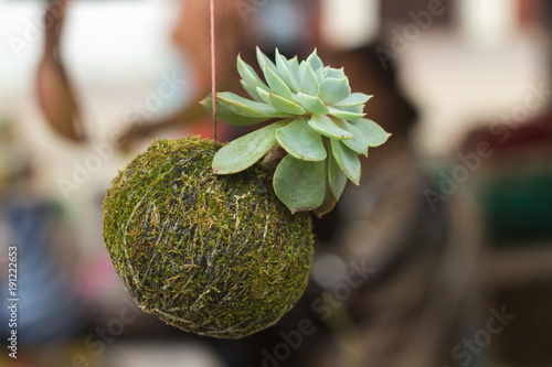 Kokedama