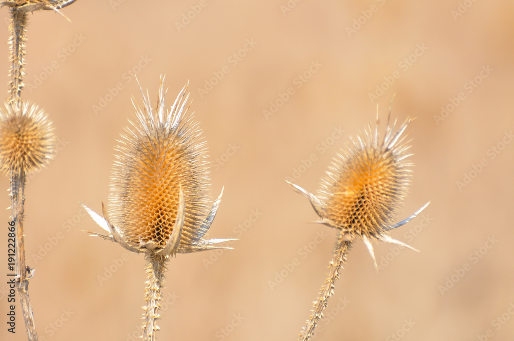 Dry thistle in spring. Common thistle, natural background. Dry thistle in spring. Common thistle, natural background.