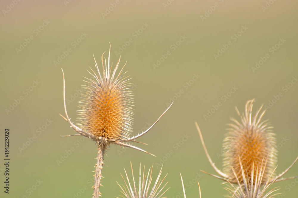 Obraz premium Dry thistle in spring. Common thistle, natural background.