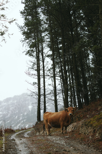 The cow eating grass in the mountain © ZiortzaEguzkitza