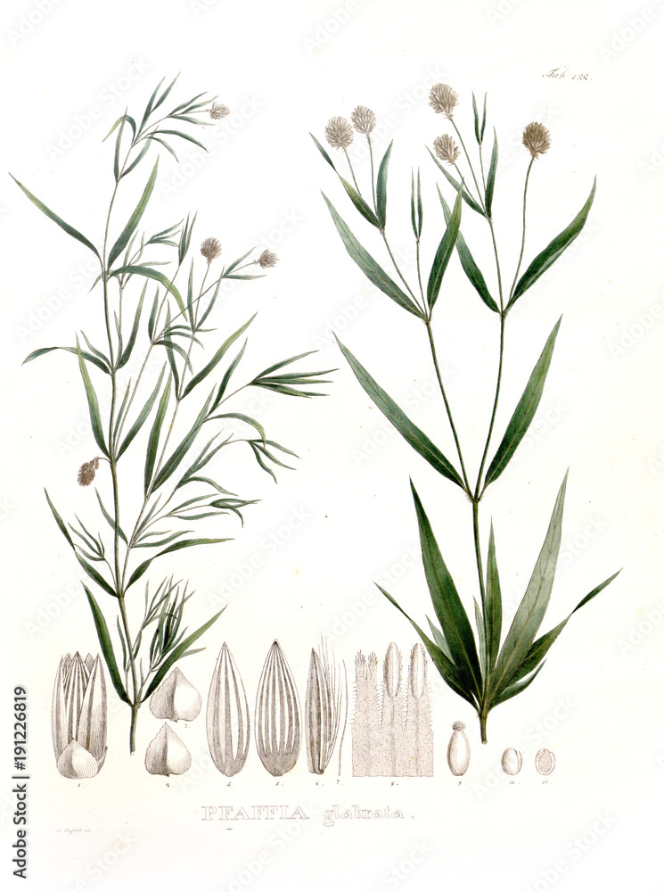 Illustration of palnt. Illustration of palnt.