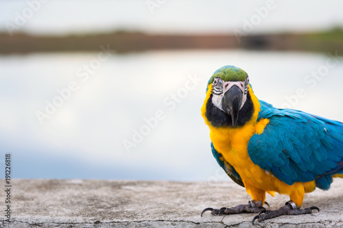 Blue macaw parrot