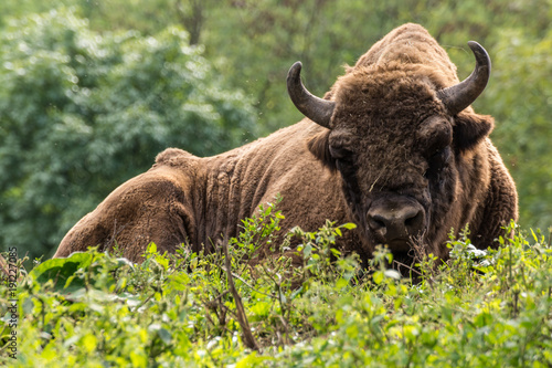 European bison lying on meadow