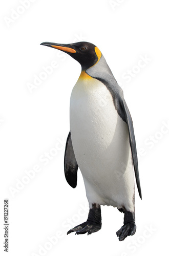 King penguin isolated on white