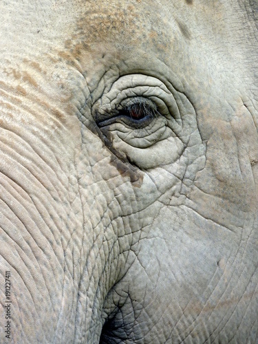 Oeil d'éléphant