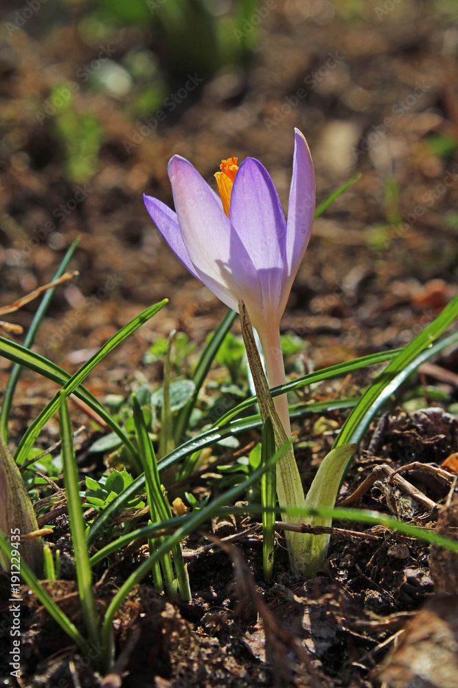 Crocus purple spring flower in garden. Rare winter flower. Iridaceae crocus heuffelianus. Yellow and purple eatable little flower. Crocus purple spring flower in garden. Rare winter flower. Iridaceae crocus heuffelianus. Yellow and purple eatable little flower.