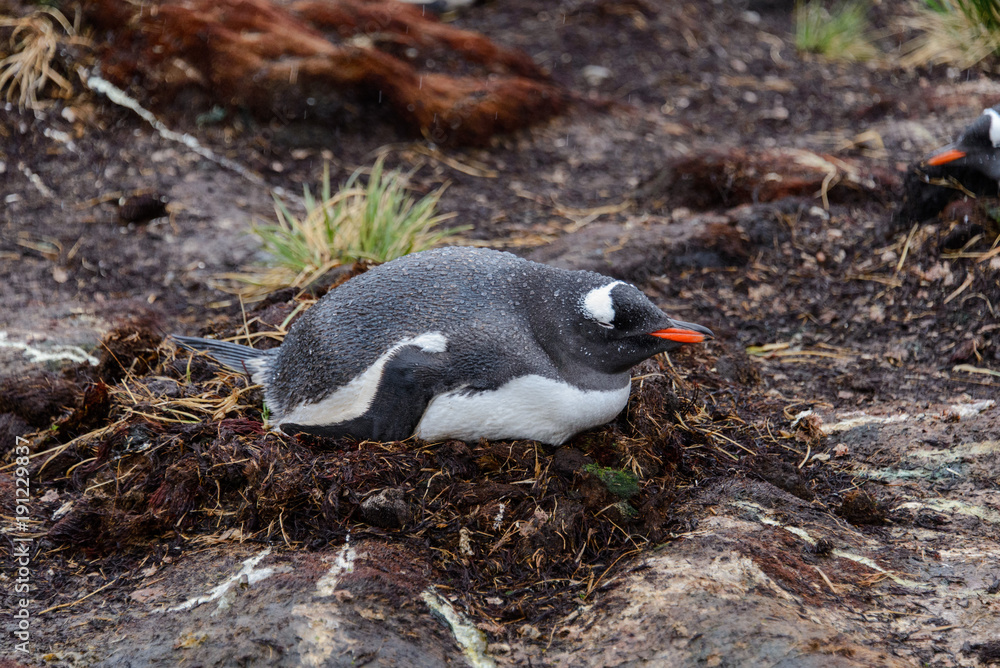 Fototapeta premium Wet gentoo penguine in nest in rainy weather