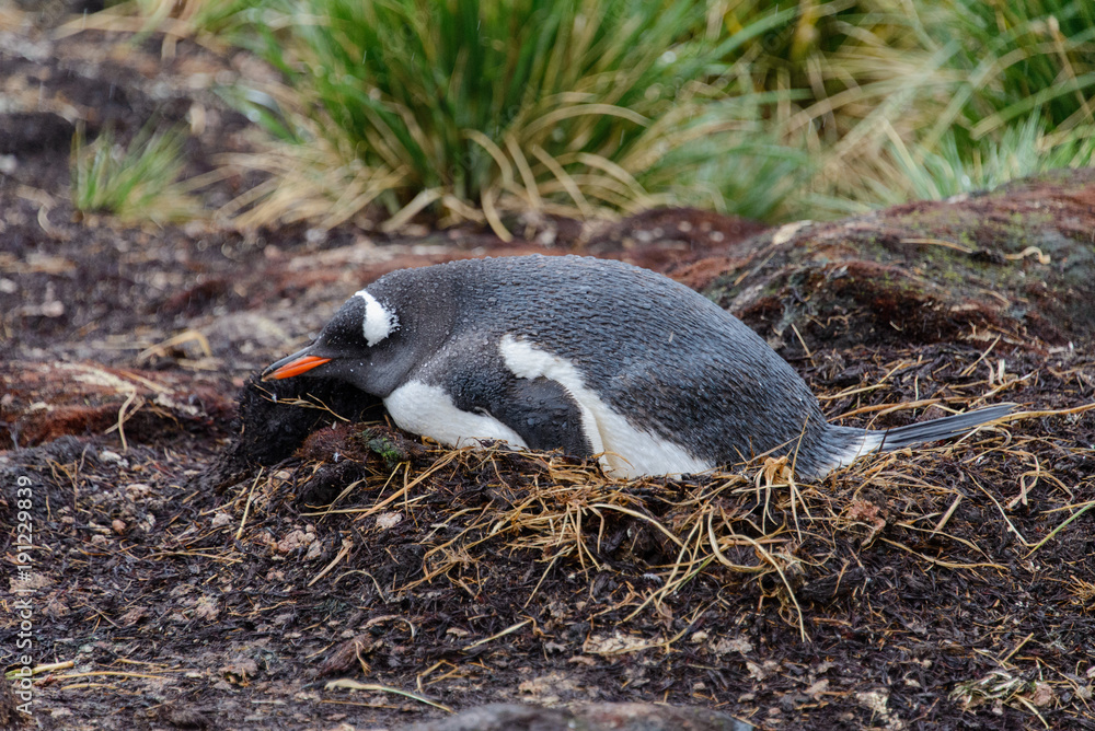 Fototapeta premium Wet gentoo penguine in nest in rainy weather