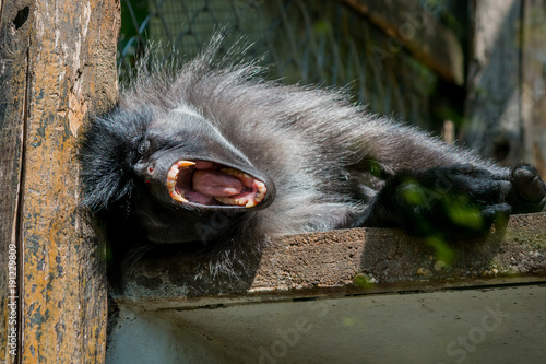 Gros plan du Mangabey à joues grises dans un parc zoologique photo