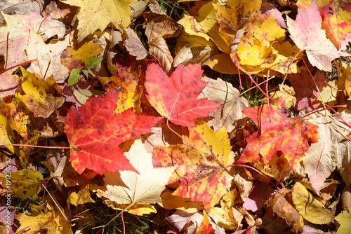 Lovely colored leaves lay in the Vermont forest floor