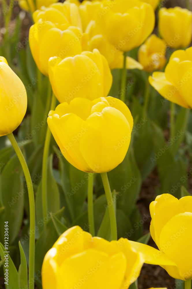 Obraz premium Beautiful Tulip Field