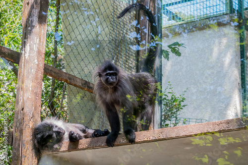 Le Mangabey à joues grises dans un parc zoologique photo