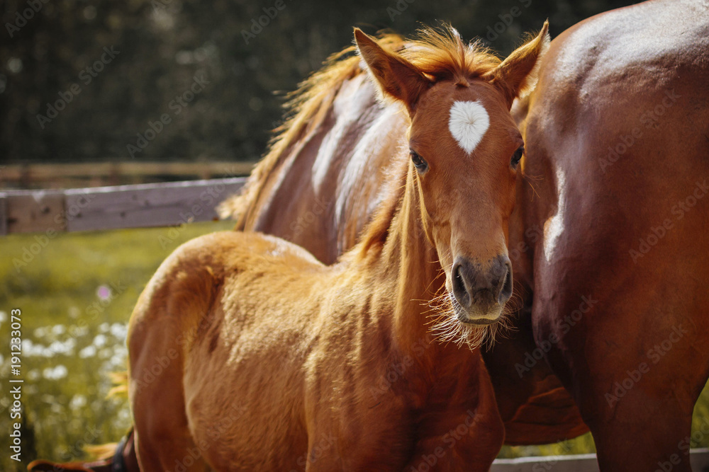 Obraz premium Mother's daughter