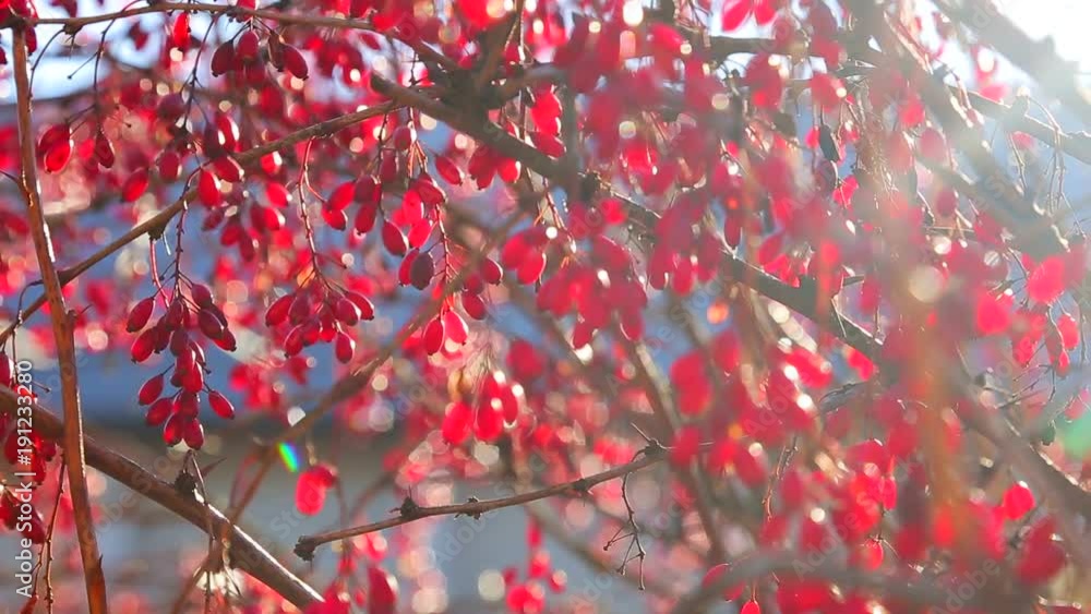 Red berries on the background of the blue sky. Red berries on the background of the blue sky.