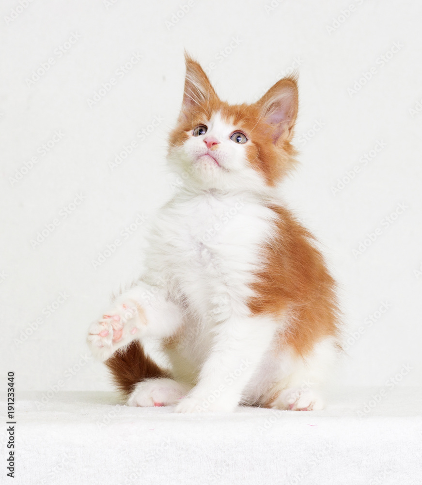 Maine Coon Kitten Looking Up Maine Coon Kitten Looking Up
