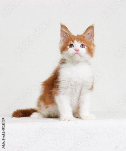Fototapeta Naklejka Na Ścianę i Meble -  redhead with white kitten maine coon looks