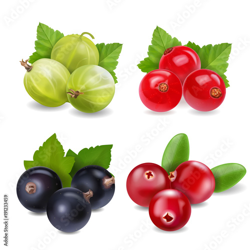 Realistic berries set with cranberry, red currants, gooseberry and black currant on white background isolated