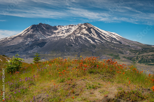 The breathtaking views of the volcano and amazing valley of flowers. Harry's Ridge Trail. Mount St Helens National Park, South Cascades in Washington State, USA