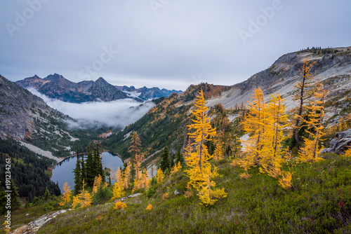 Yellow fir growing on top of a rocky mountain. Fir forest shrouded in fog in autumn. Rocky slopes in the mountains. HEATHER-MAPLE PASS LOOP TRAIL, Washington state